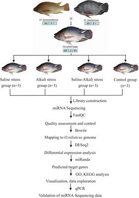 Identification and Characterization of Osmoregulation Related MicroRNAs in Gills of Hybrid Tilapia Under Three Types of Osmotic Stress